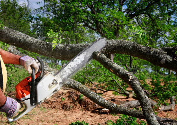 Dead Tree Removal in Sturtevant, WI